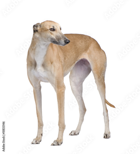Canvas Print Greyhound