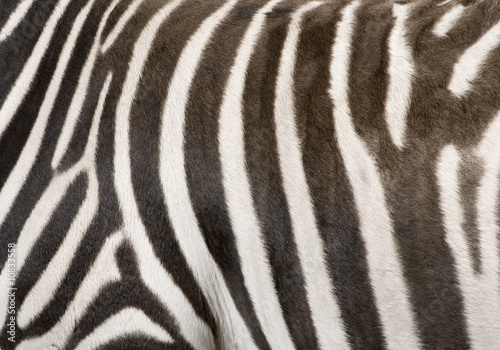 Zebra  4 years 