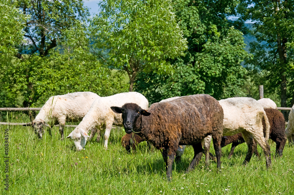 Fototapeta premium Black and white sheeps on the meadow