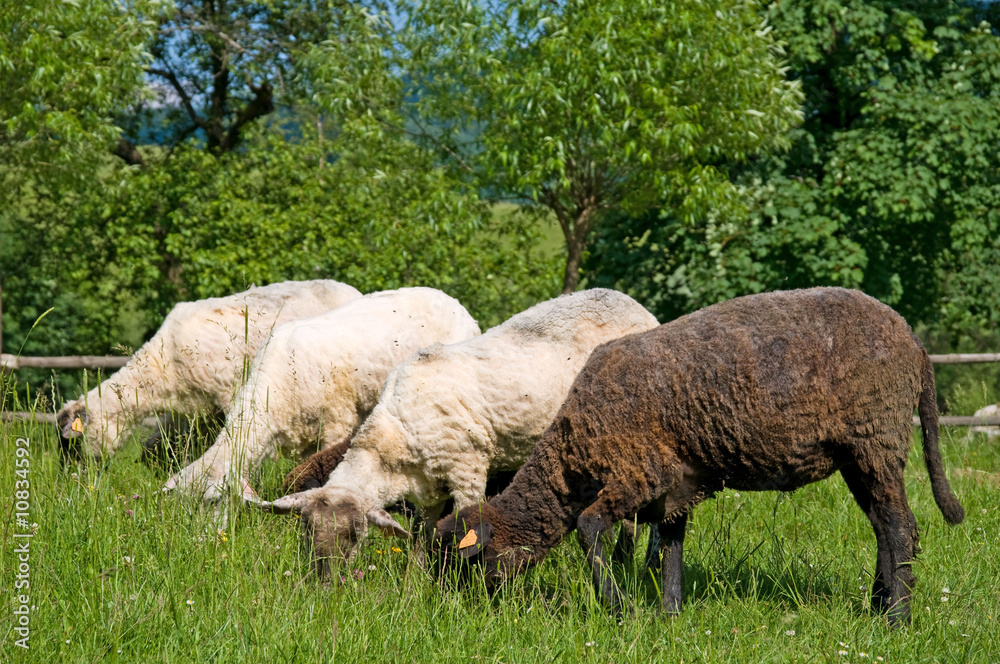 Fototapeta premium Black and white sheeps on the meadow