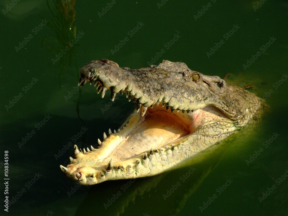 Obraz premium crocodile