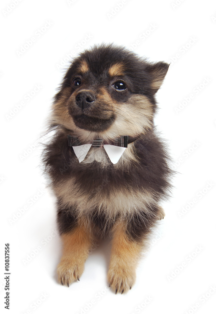 Pomeranian Puppy Pomeranian Puppy