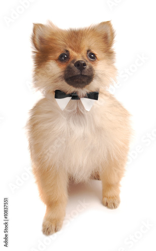 Pom Tuxedo