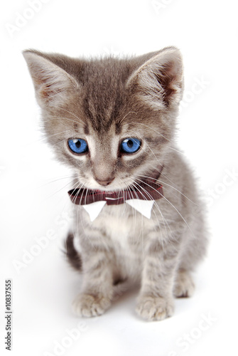 Fototapeta Naklejka Na Ścianę i Meble -  Blue eyed tabby kitten with large ears.