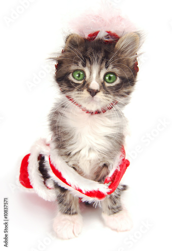 Green eyed tabby kitten with Christmas outfit