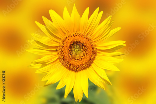 Focused Sunflower