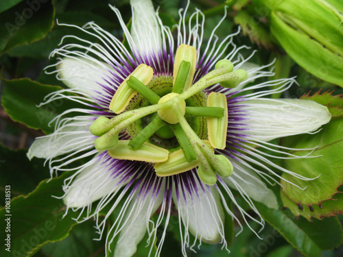 fleur de passiflora edulis