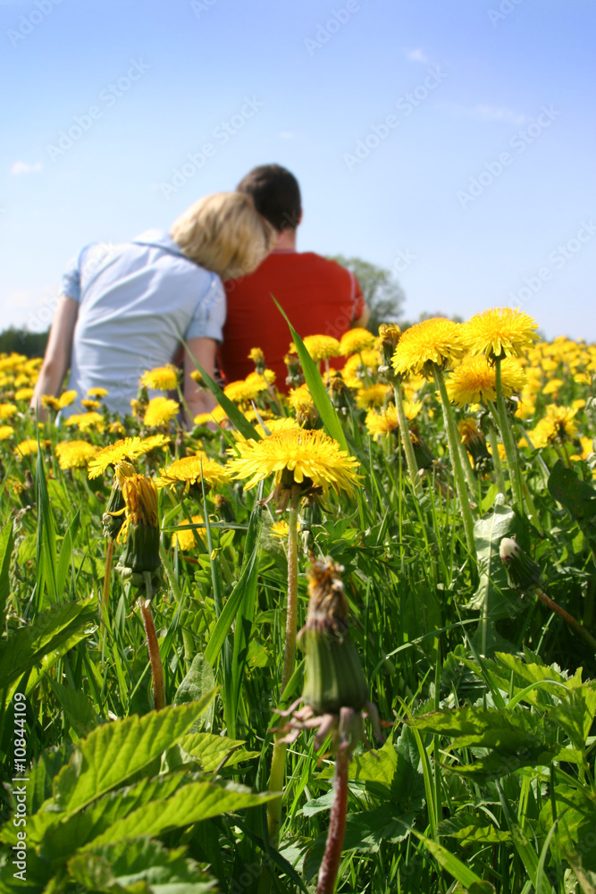 dandelions