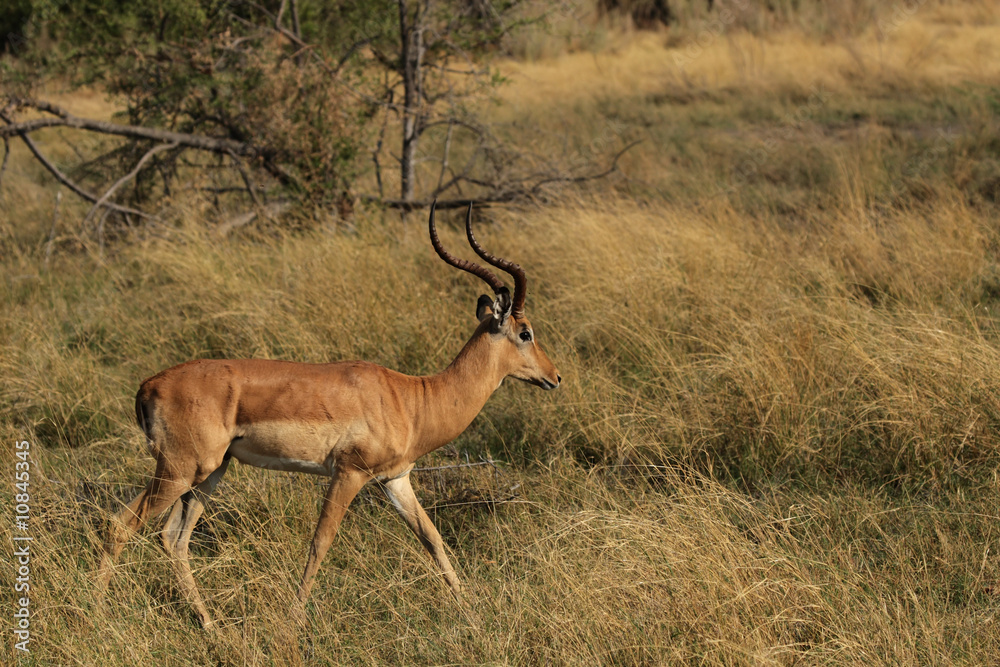Fototapeta premium Impala (Aepyceros melampus) im Okavango Delta, Botswana