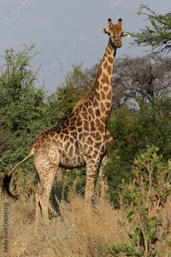 Giraffe (Giraffa camelopardalis) im Okavango Delta, Botswana