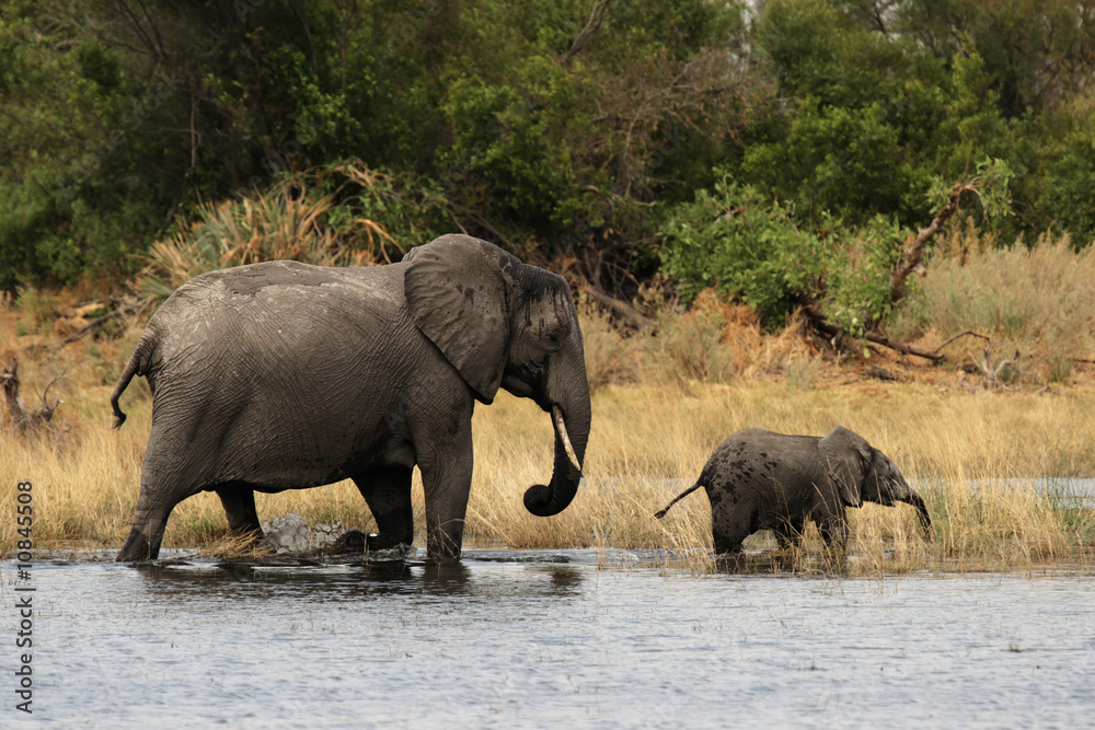 Obraz premium Elefanten-Mutter mit Kind im Okavango Delta, Botswana