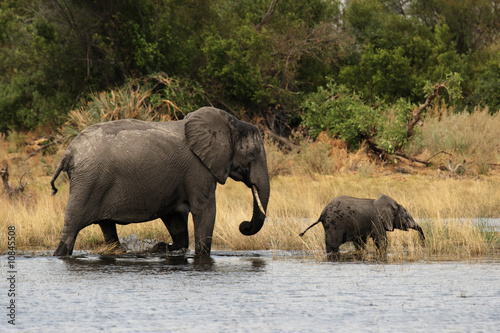 Elefanten-Mutter mit Kind im Okavango Delta  Botswana