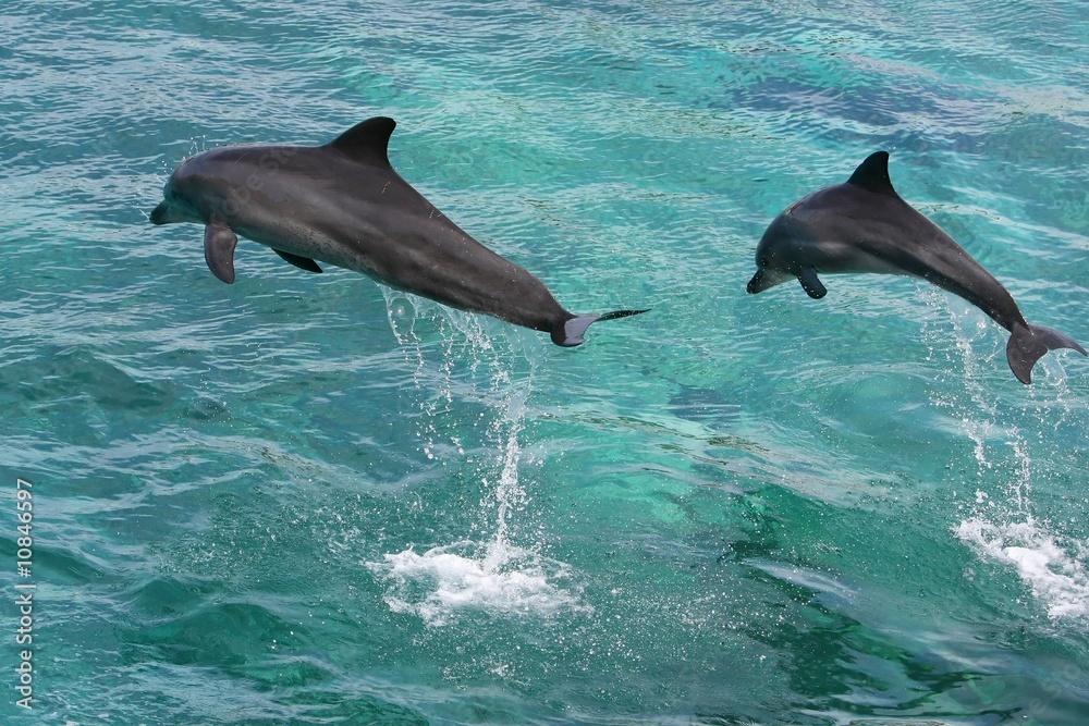Fototapeta premium Dolphins