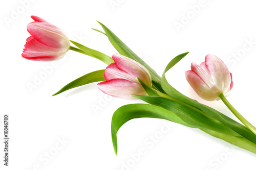 Fototapeta Naklejka Na Ścianę i Meble -  Tulipes