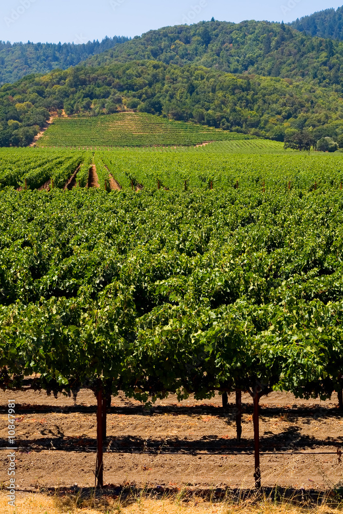 Napa Valley vineyard in California