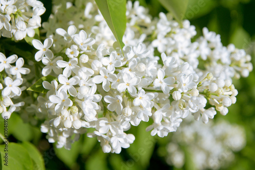 white flowers of lilac