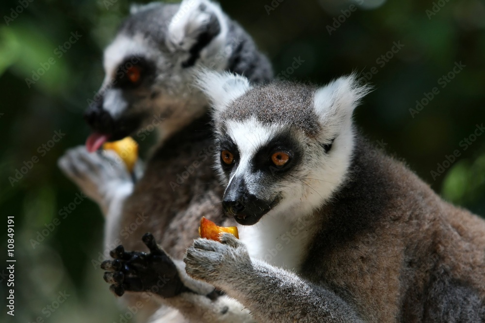 Fototapeta premium Lemurs Eating