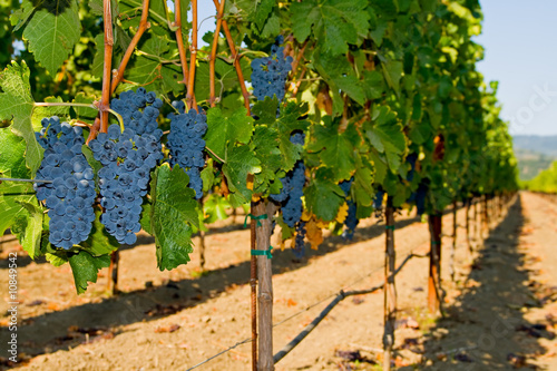 Wine grapes on the vine in Napa Valley