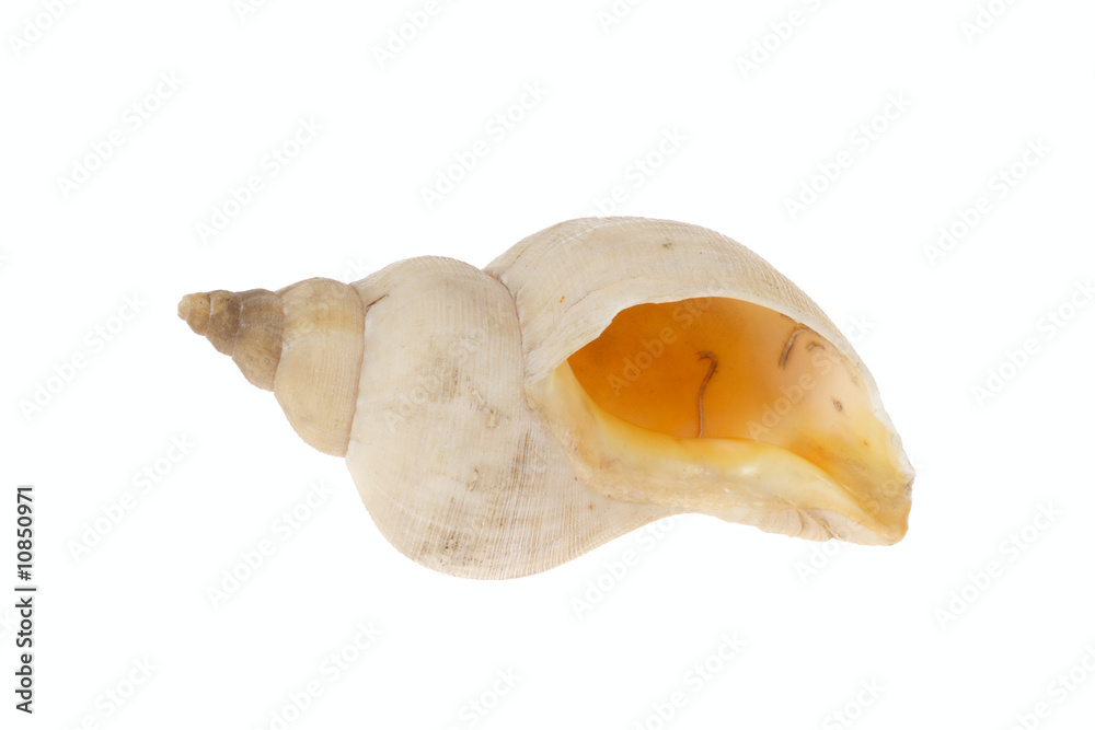 Fototapeta premium one shell
