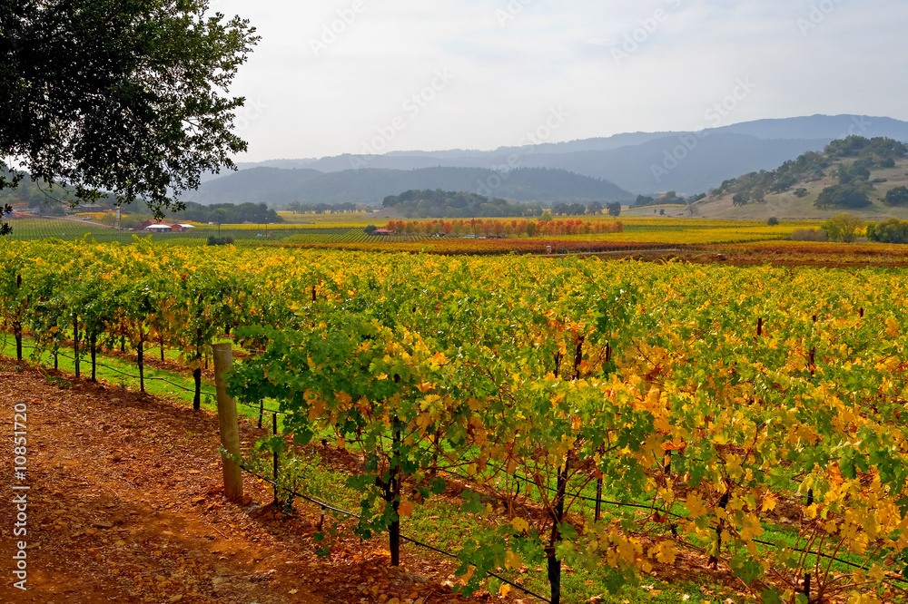 Vineyard in Napa Valley in Autumn