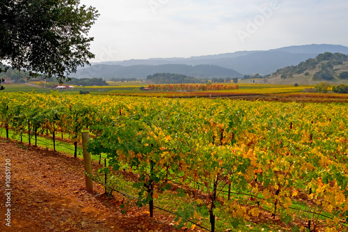 Vineyard in Napa Valley in Autumn