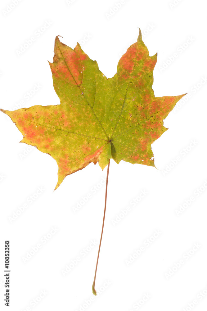 Fototapeta premium autumn maple leaf