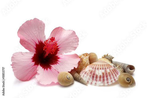 Hibiscus with sea shells