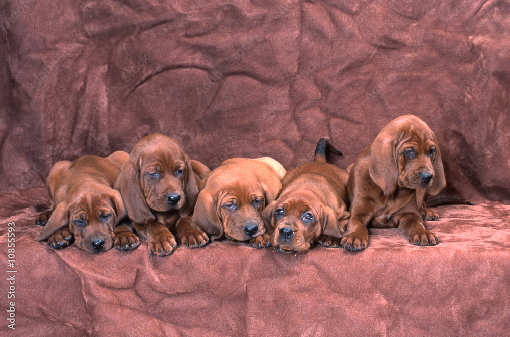 toute une famille de redbone coonhound chiots en studio toute une famille de redbone coonhound chiots en studio