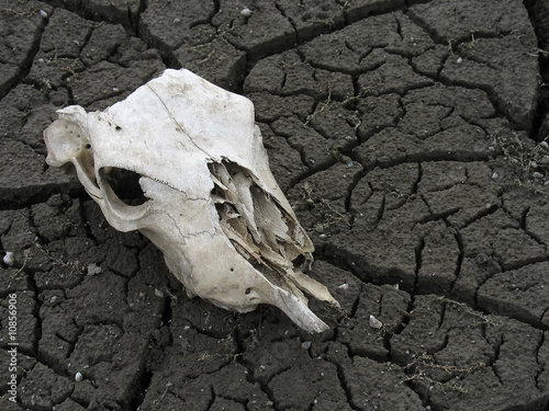 aged skull of a dead animal