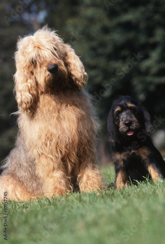 Otterhound et son petit à la campagne photo