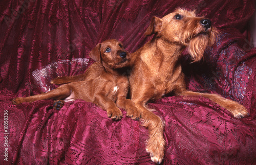 Foto Petit Irish terrier et sa maman très attentifs