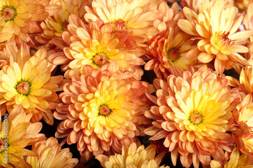 chrysanthemum