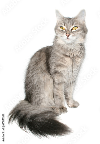 Fototapeta Naklejka Na Ścianę i Meble -  Cat