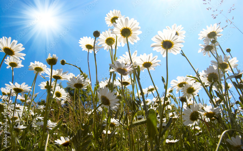 Fototapeta premium White daisies on blue sky background