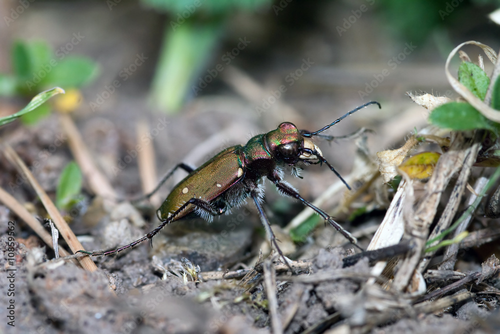 Cicindela campestris Cicindela campestris