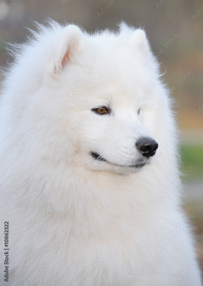 samoyed dog - Juvenile Champion of Russia