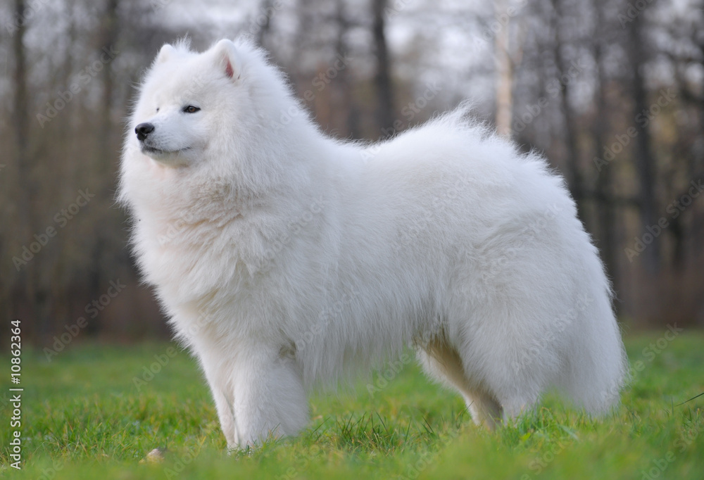 samoyed dog - Juvenile Champion of Russia
