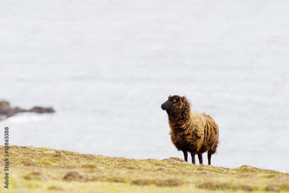 Obraz premium Black sheep