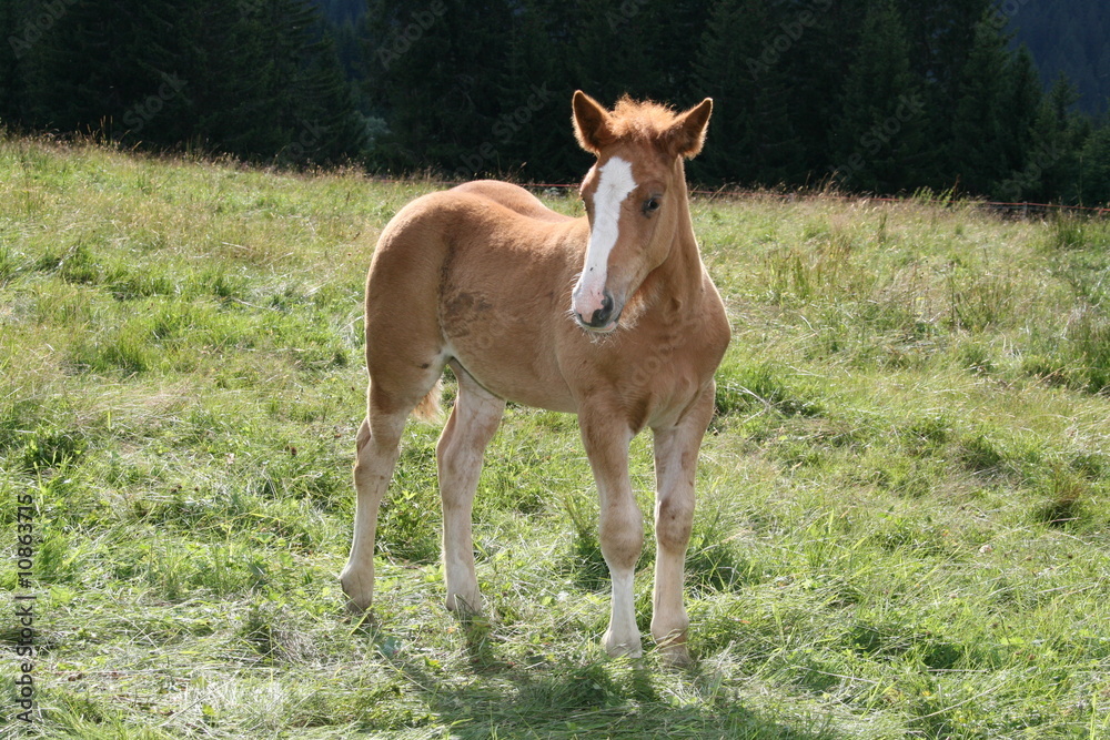 POULAIN COMBLOUX POULAIN COMBLOUX