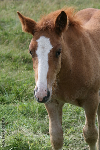 POULAIN COMBLOUX