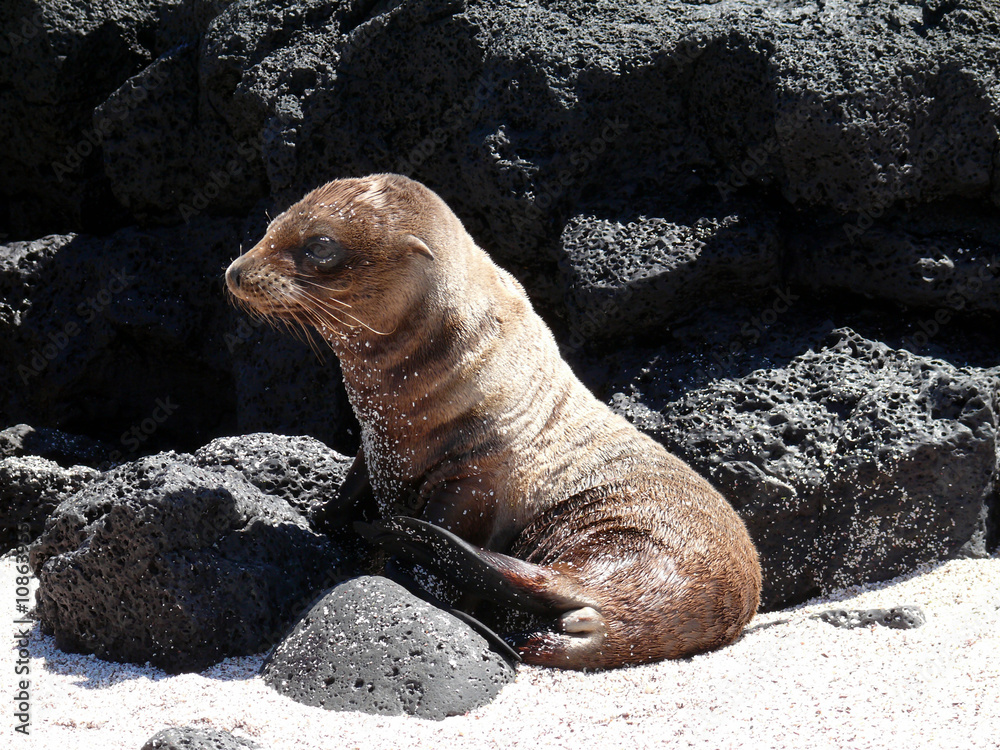Obraz premium Seelöwe