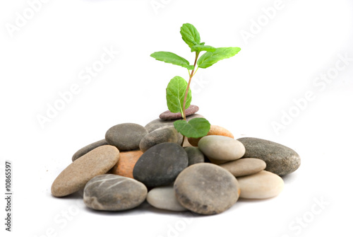 a sprout growing from pebbles isolated on white background