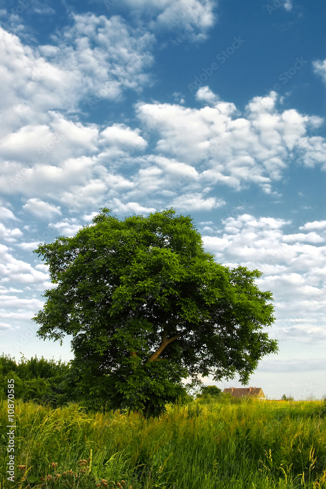 Fototapeta premium Baum