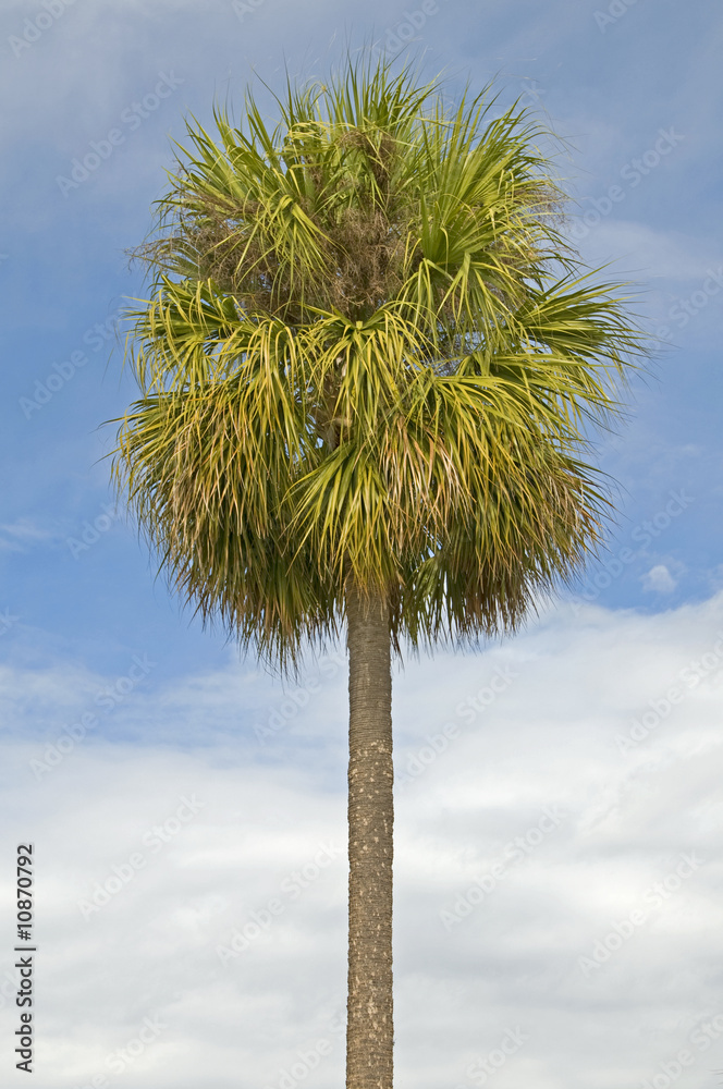 Fototapeta premium Single palm tree with partly cloudy blue sky