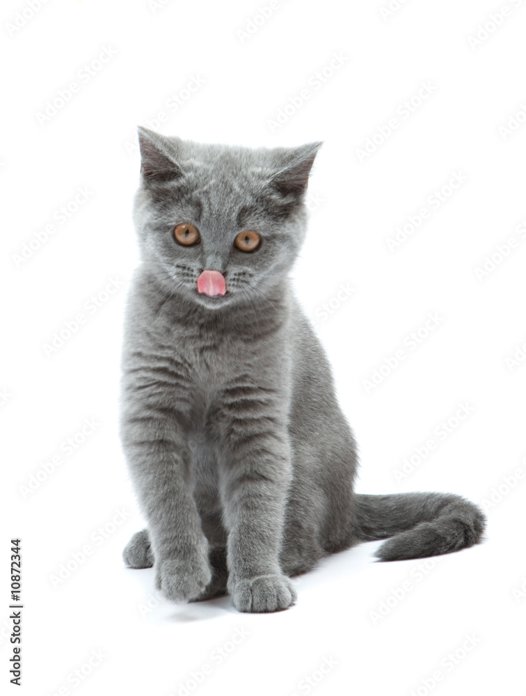 Obraz premium Curious kitten