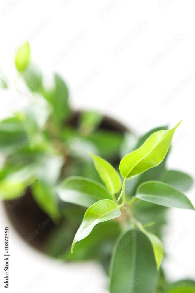 Cultivation of a young plant