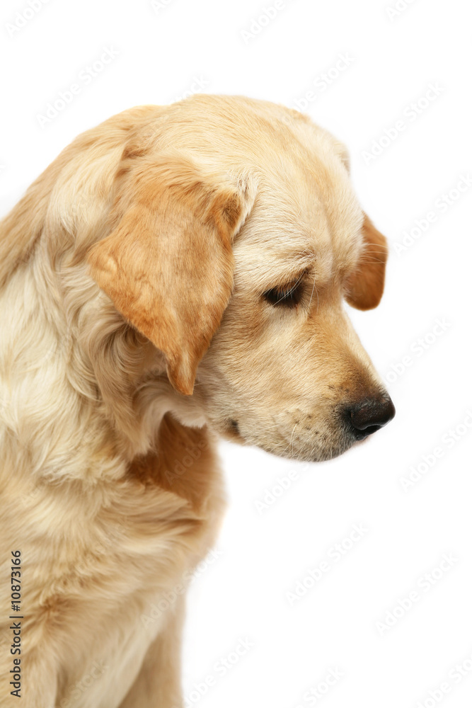 Portrait of the Golden Retriever