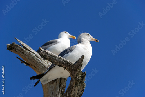 Two Seagulls