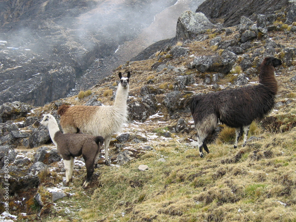 Fototapeta premium lama