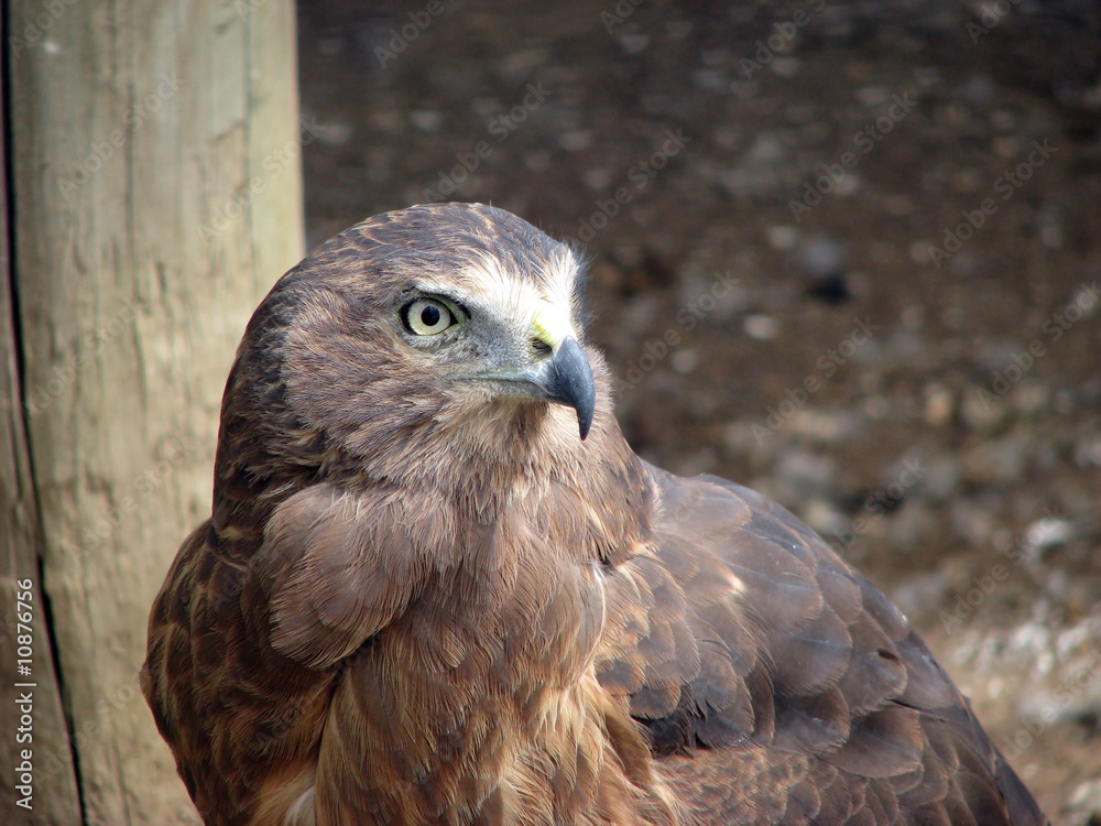 little eagle little eagle